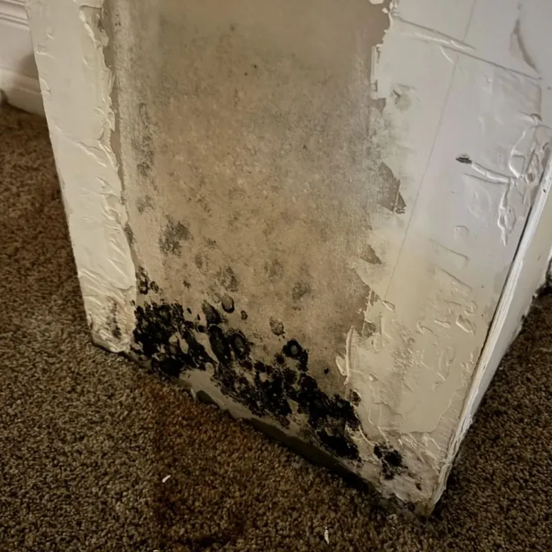 Professional Mold Removal in Foley, MN